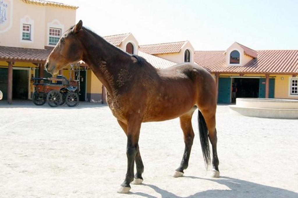 Casa Morgado Ξενοδοχείο Almeida Εξωτερικό φωτογραφία